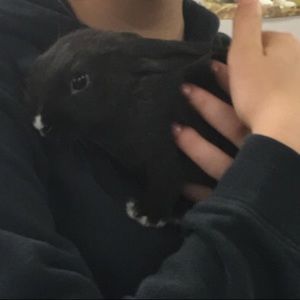 Meet your Posher, Ava